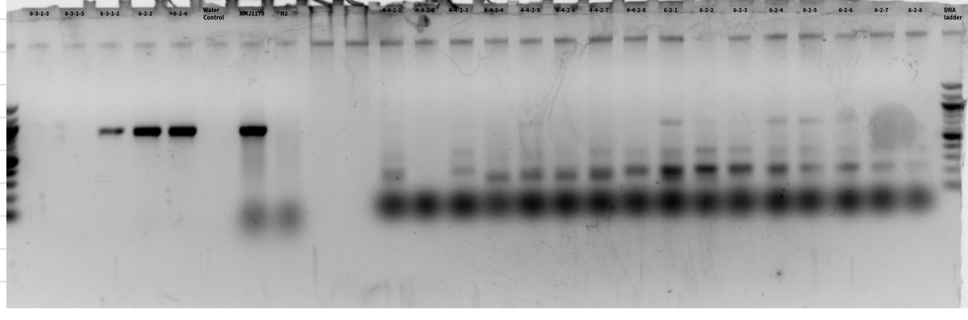 Agarose gel image with labeled lanes for C. elegans isolates, controls and a DNA ladder